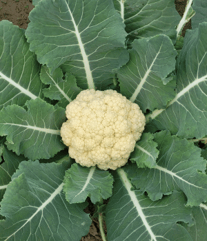 Cauliflower Stems