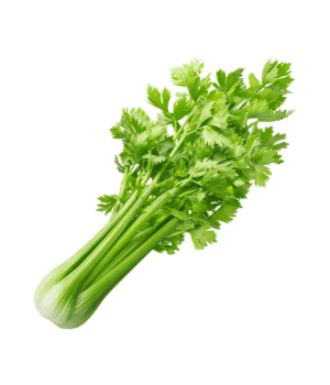 Celery - Stem Vegetables