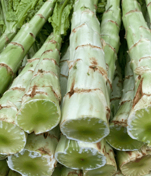 Celtuce