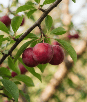 Cherry Plum