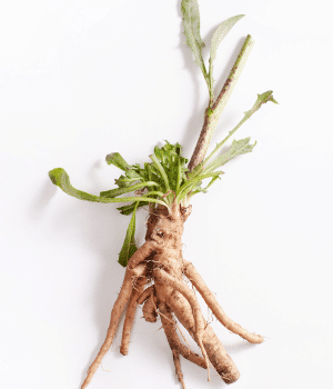 Chicory Root - Underground Vegetable