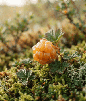 Cloudberry