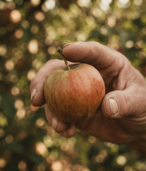 Dabinett Apple - Fruit that Start with D