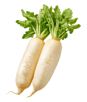 Daikon - Vegetable that Grow Underground