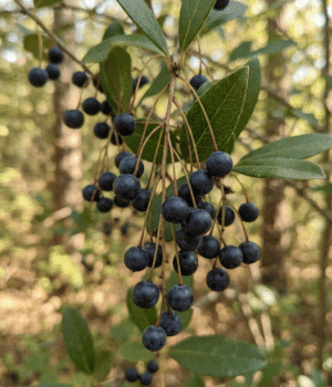 Dangleberry - Fruit that Start with D