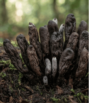 Dead Mans Fingers