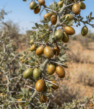 Desert Date - Fruit that Beginning with D