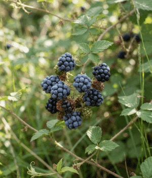 Dewberry - Fruits that Start with D