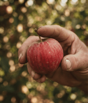 Discovery Apple