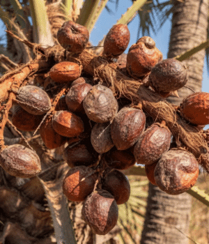 Doum Palm Fruit - Fruit that Beginning with D