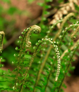 Fiddlehead Ferns