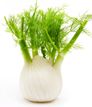 Florence Fennel Bulb Vegetable
