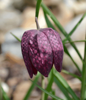 Fritillaria Bulbs