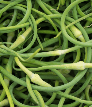 Garlic Scapes