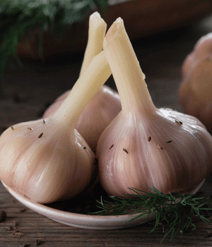 Great-Headed Garlic