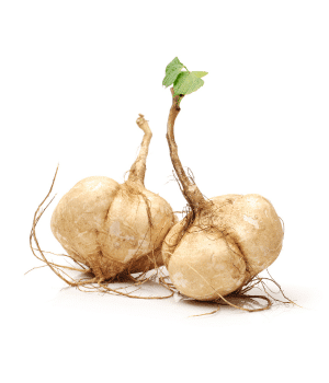 Jicama - Underground Vegetable