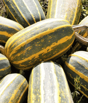 Kachri - Vegetables that start with K