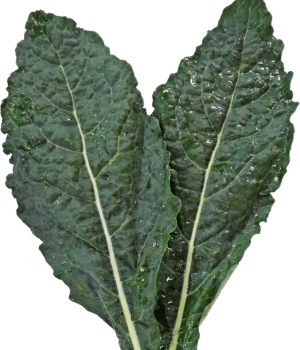 Kale - Vegetables that start with K