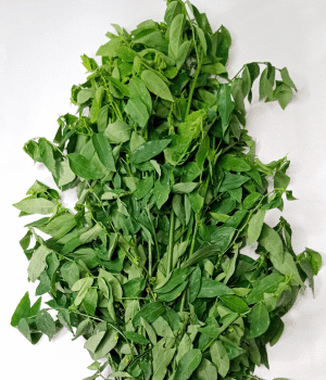 Katuk