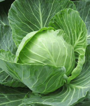 Kerguelen Cabbage - Vegetable Names that Begin with K