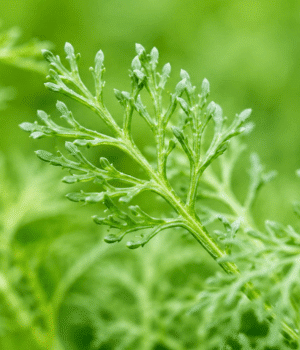 Kikuna - Vegetable Names that Begin with K