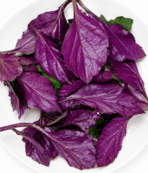 Kinjiso - Vegetable Names that Begin with K