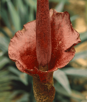 Konjac - Vegetable Names that Begin with K