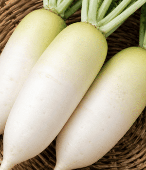 Korean Radish