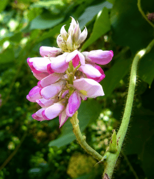 Kudzu Shoots - Vegetable that start with K