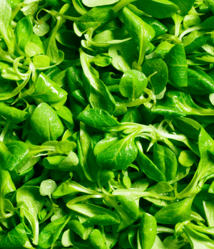 Lamb’s Lettuce - Vegetables that Start with K