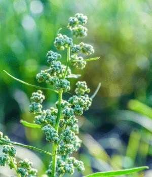 Lamb’s Quarters - Vegetables that Start with K