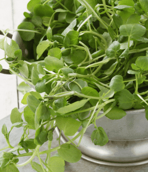 Land Cress - Vegetables that Start with K