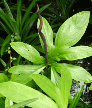 Lasia - Vegetables that Start with K