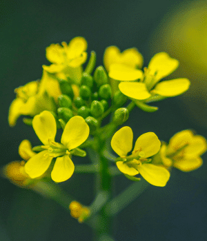Leaf Mustard - Vegetable Names that Begin with K