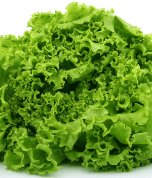 Lettuce - Vegetable Names that Begin with K