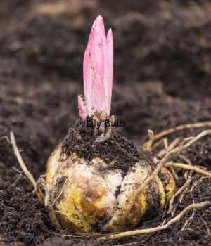 Lily Bulb - Vegetable Names that Begin with K