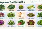 List of 40+ Vegetables That Start With V: Leafy, Beans & More