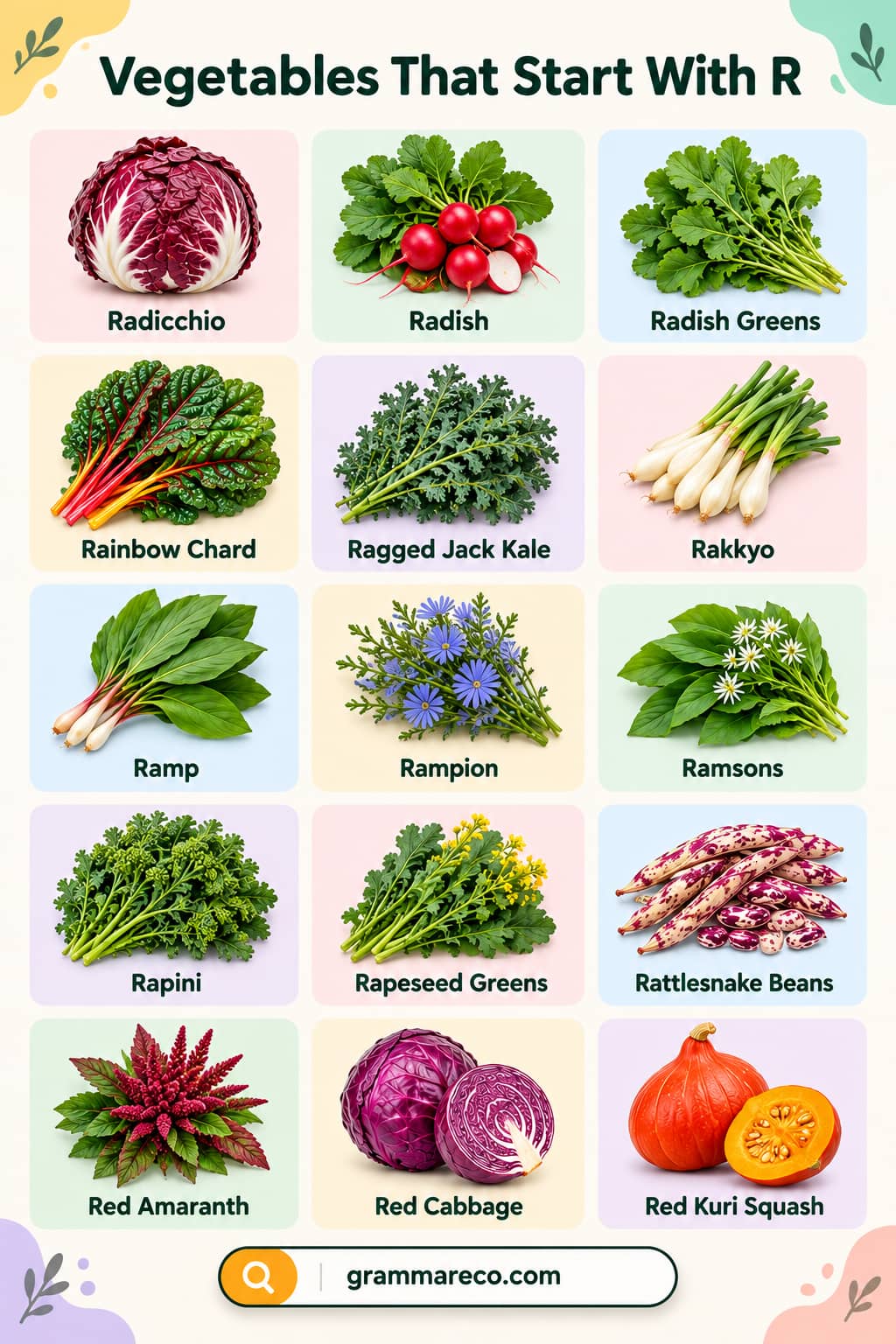 List of Vegetables Starting with R and Photos