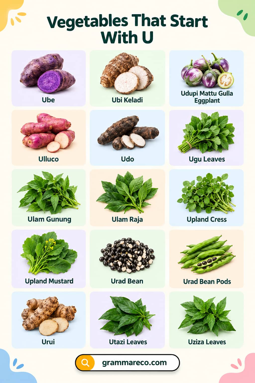 List of Vegetables Starting with U with Names and Pictures