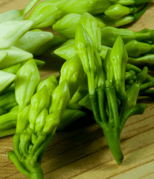 Loroco - Vegetable Names that Begin with K