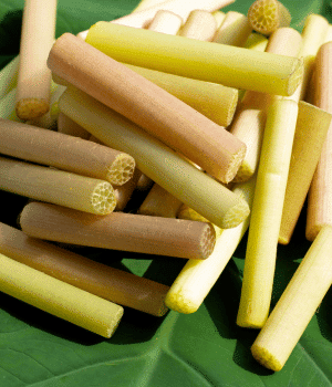 Lotus Rhizomes