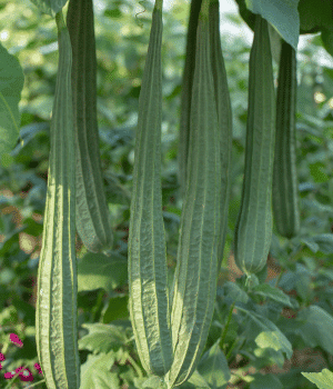 Luffa