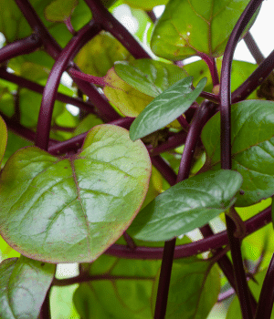 Malabar Spinach - Vegetables that start with M