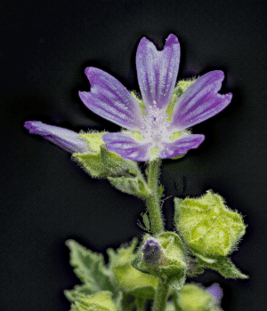 Mallow - Vegetables that start with M