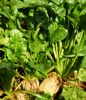 Mangelwurzel - Vegetables that start with M