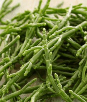 Marsh Samphire - Vegetables that start with M