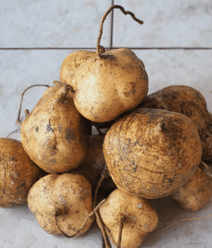 Mexican Turnip - Vegetable Names that Begin with M