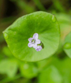 Miner’s Lettuce - Vegetable Names that Begin with M