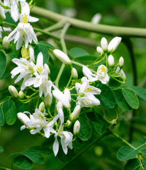 Moringa - Vegetable Names that Begin with M