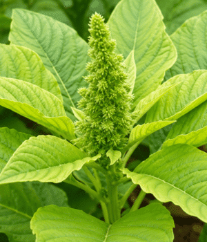 Morogo - Vegetable Names that Begin with M